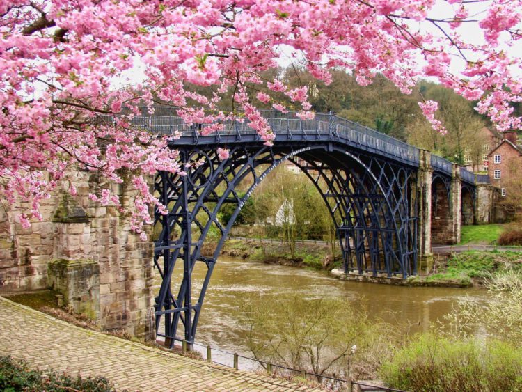 cerisier en printemps avec un pont