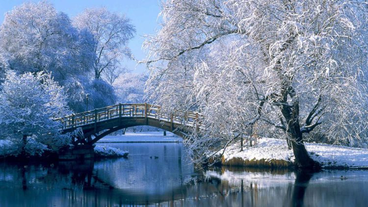 hiver japonais avec arbre enneigé