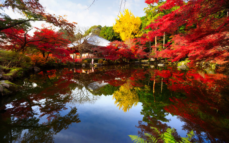 jardin japonais en automne